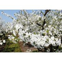 3010_8427 Weisse Kirschblüten im Frühling - Obstplantage im Alten Land. | 